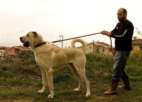 boz dog|boz shepherd vs kangal.